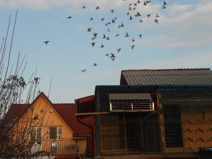 in zbor