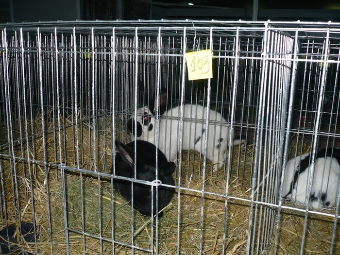 De vanzare - Expozitia Nationala de Tineret Cluj 2012