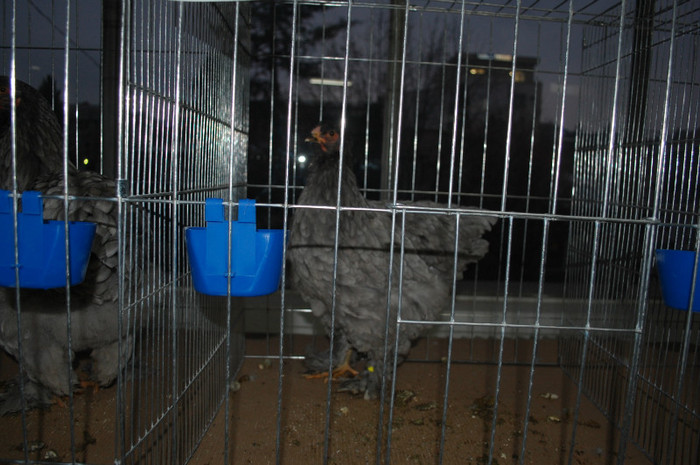 DSC_8066 - Expo 2012 Arges