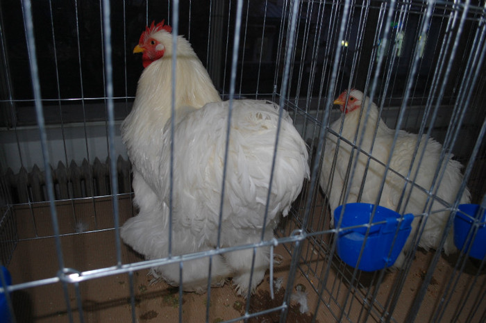 DSC_8069 - Expo 2012 Arges