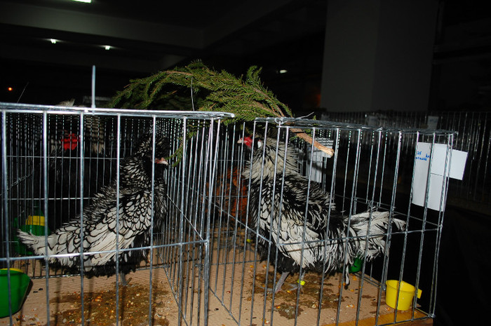 DSC_8121 - Expo 2012 Arges