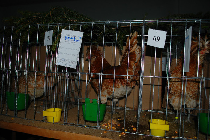 DSC_8133 - Expo 2012 Arges