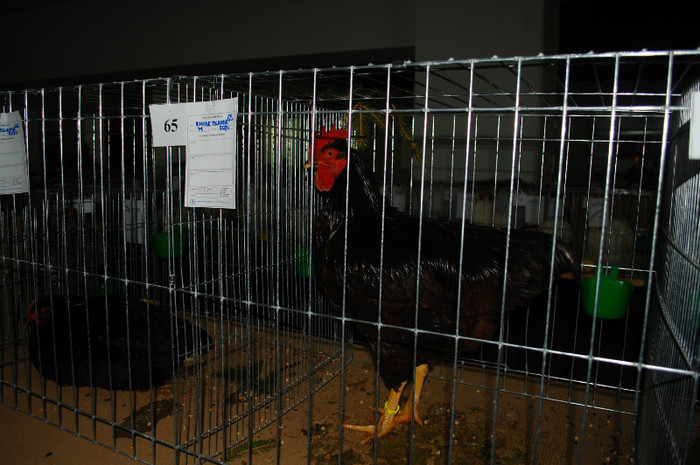 DSC_8144 - Expo 2012 Arges