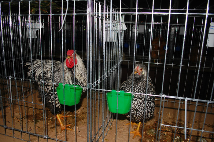 DSC_8176 - Expo 2012 Arges