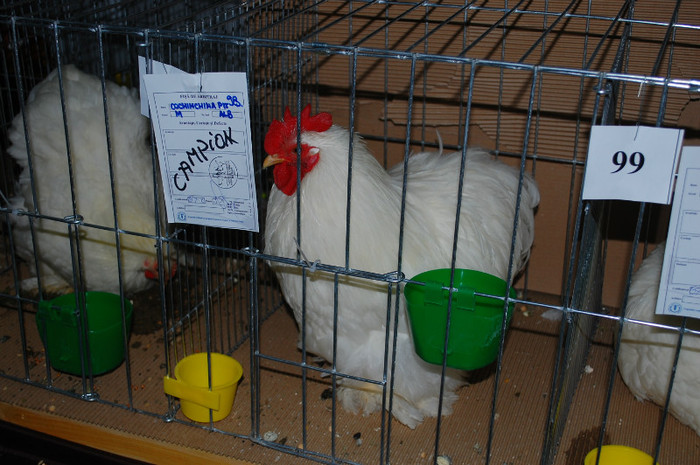 DSC_8223 - Expo 2012 Arges