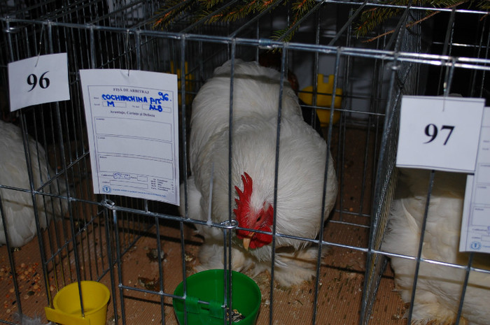 DSC_8225 - Expo 2012 Arges