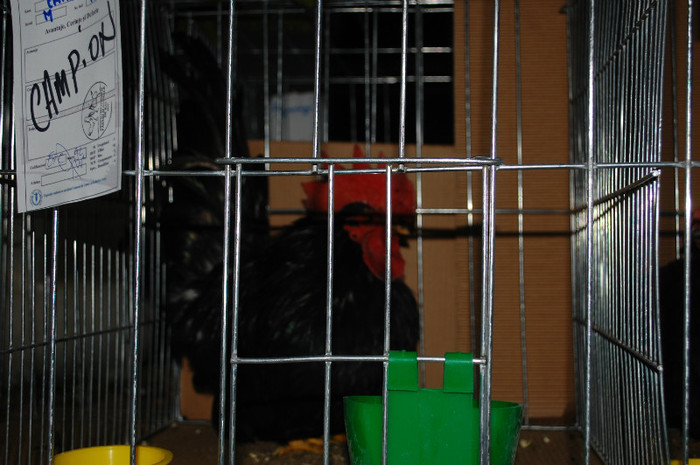 DSC_8244 - Expo 2012 Arges