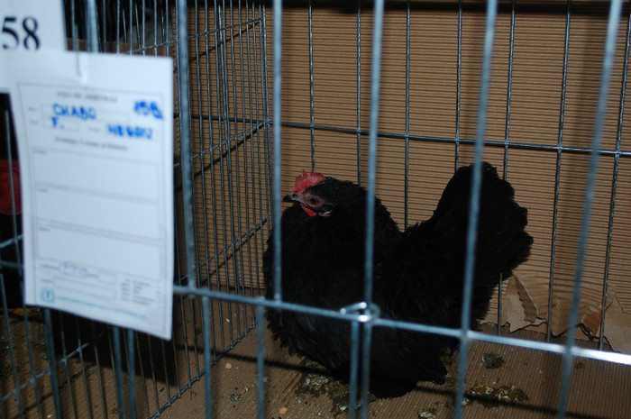 DSC_8245 - Expo 2012 Arges