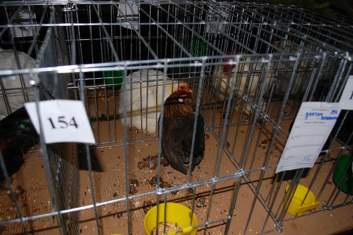 DSC_8266 - Expo 2012 Arges