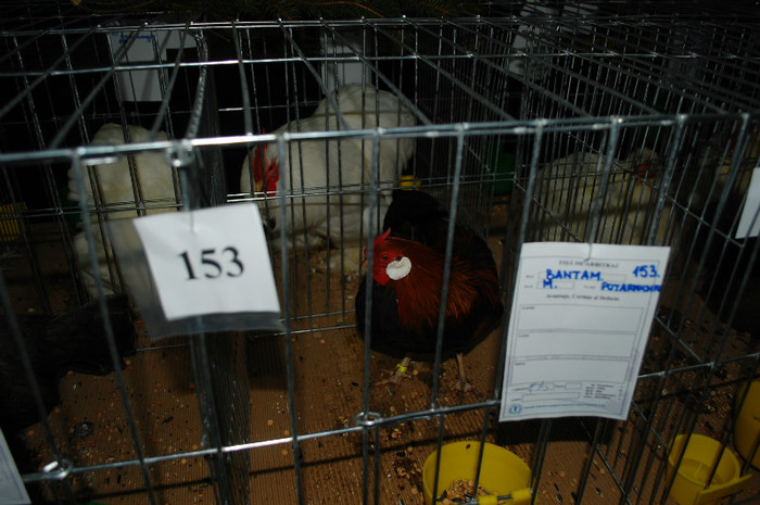 DSC_8268 - Expo 2012 Arges