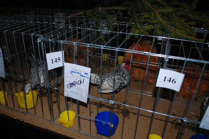 DSC_8281 - Expo 2012 Arges