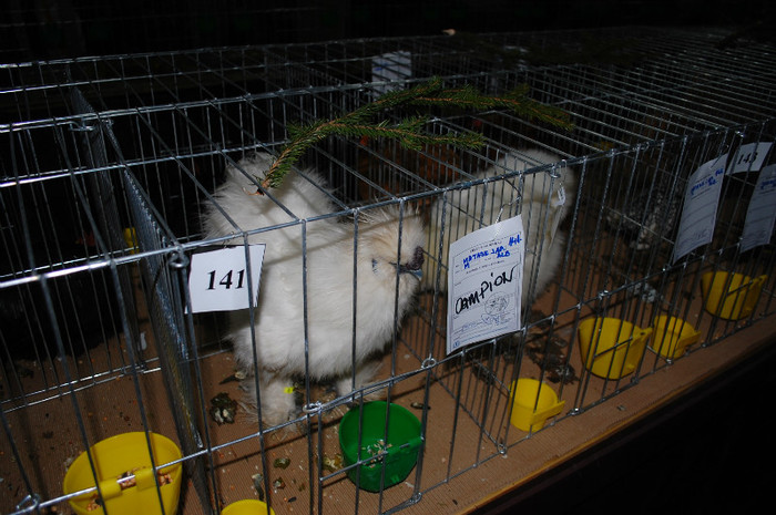 DSC_8286 - Expo 2012 Arges