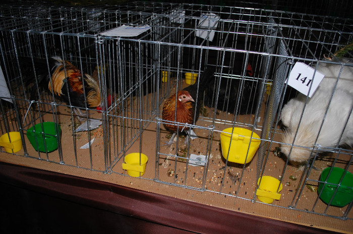 DSC_8287 - Expo 2012 Arges