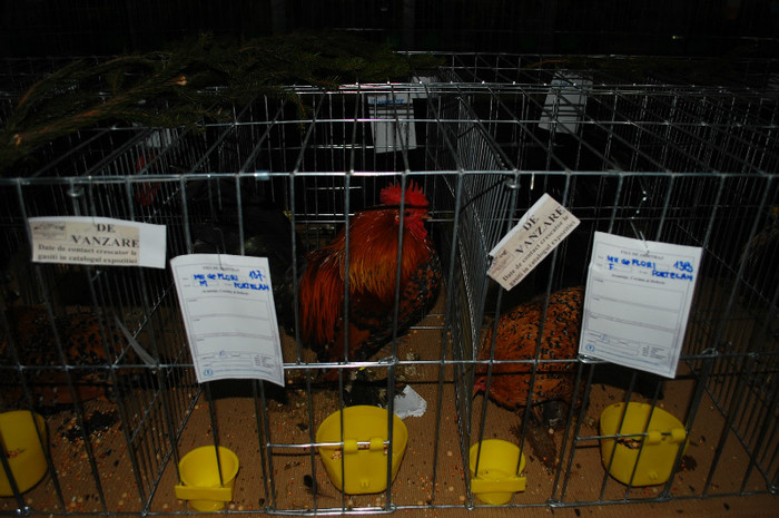 DSC_8290 - Expo 2012 Arges