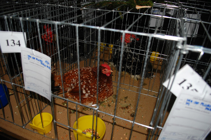 DSC_8295 - Expo 2012 Arges