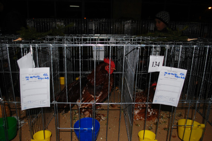 DSC_8297 - Expo 2012 Arges