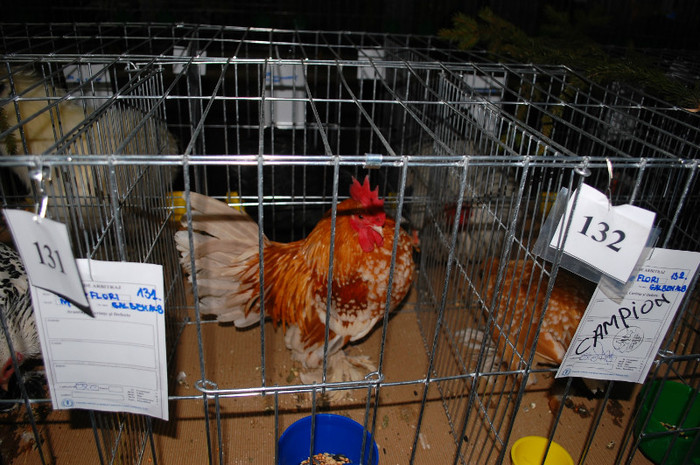 DSC_8299 - Expo 2012 Arges