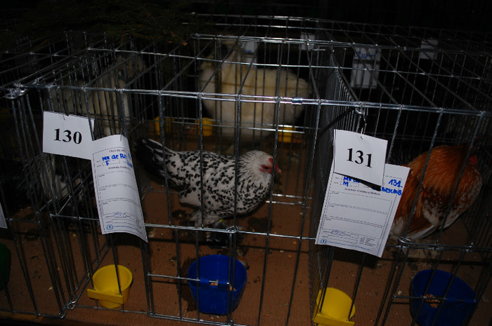 DSC_8300 - Expo 2012 Arges