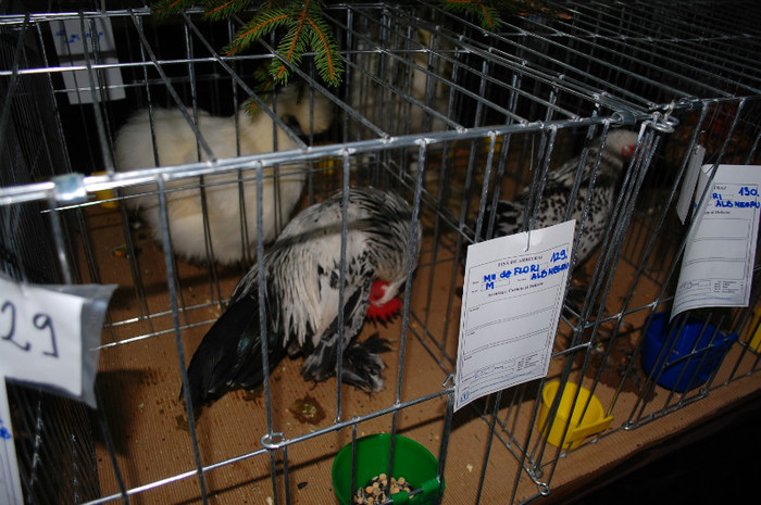 DSC_8301 - Expo 2012 Arges