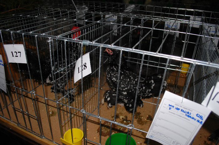 DSC_8302 - Expo 2012 Arges