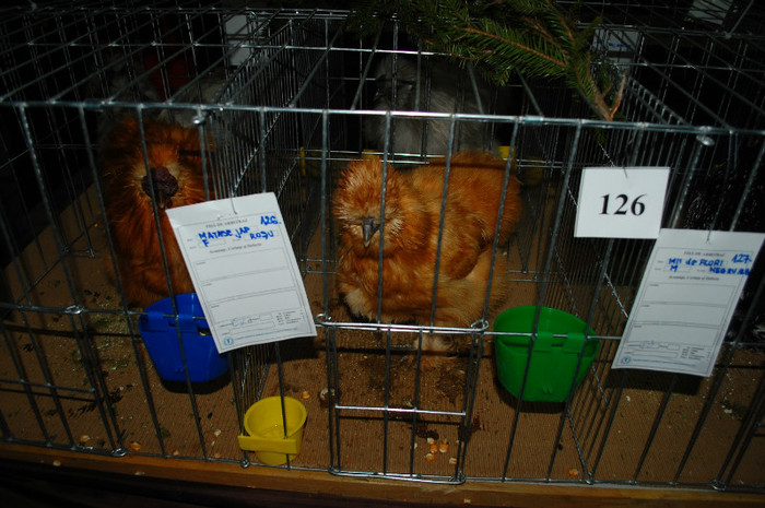 DSC_8304 - Expo 2012 Arges