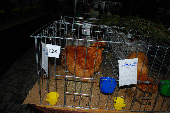 DSC_8306 - Expo 2012 Arges