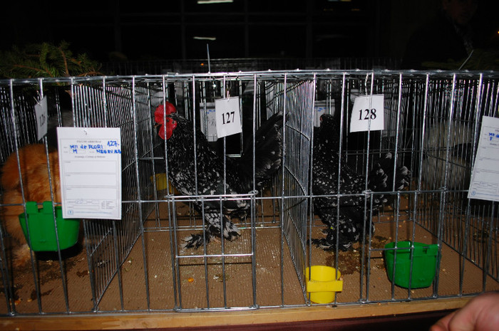 DSC_8308 - Expo 2012 Arges