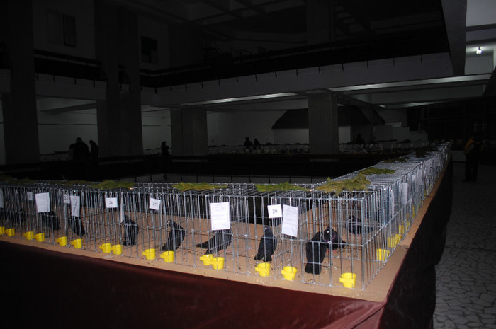 DSC_8309 - Expo 2012 Arges