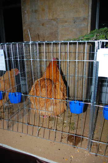 DSC_8310 - Expo 2012 Arges