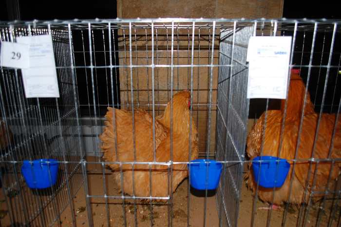 DSC_8311 - Expo 2012 Arges