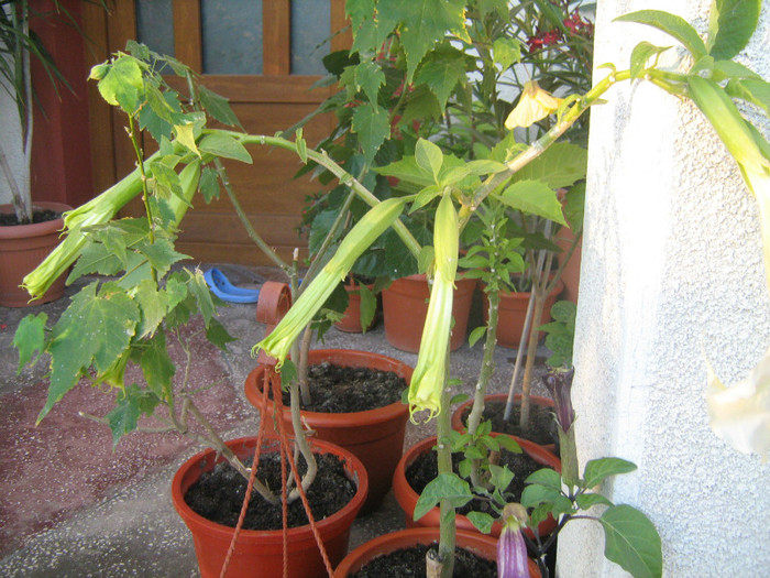 datura galbena