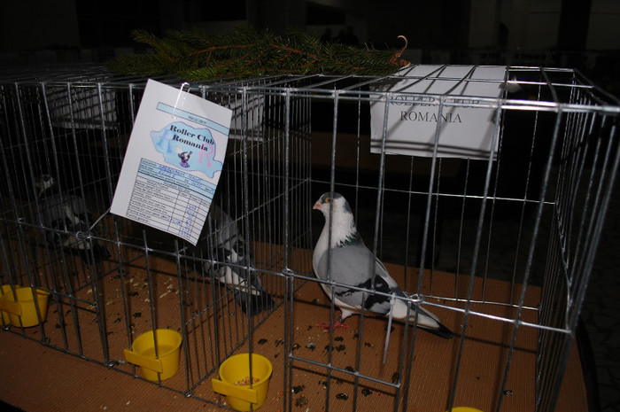 DSC_8318 - Expo 2012 Arges