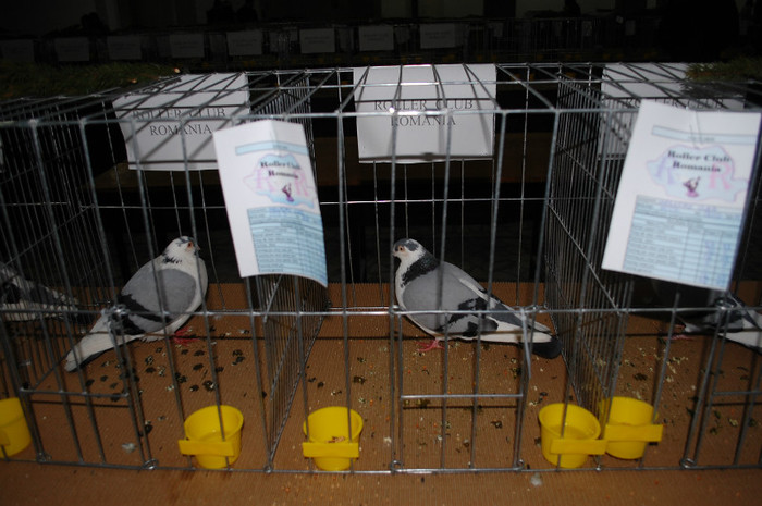 DSC_8320 - Expo 2012 Arges