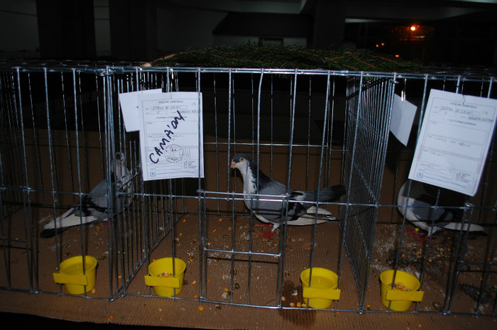 DSC_8326 - Expo 2012 Arges