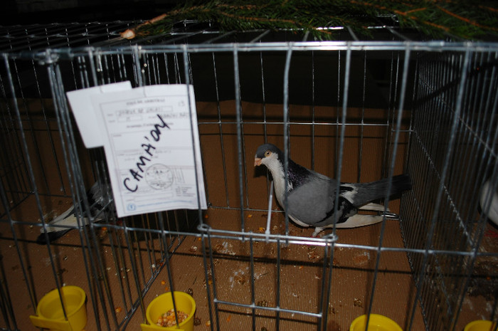 DSC_8328 - Expo 2012 Arges