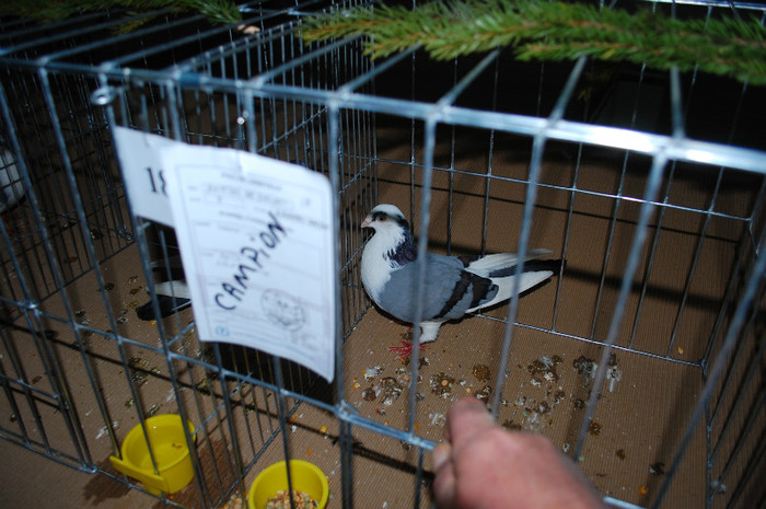 DSC_8329 - Expo 2012 Arges