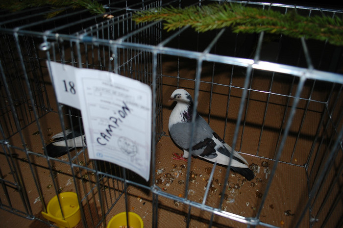 DSC_8331 - Expo 2012 Arges