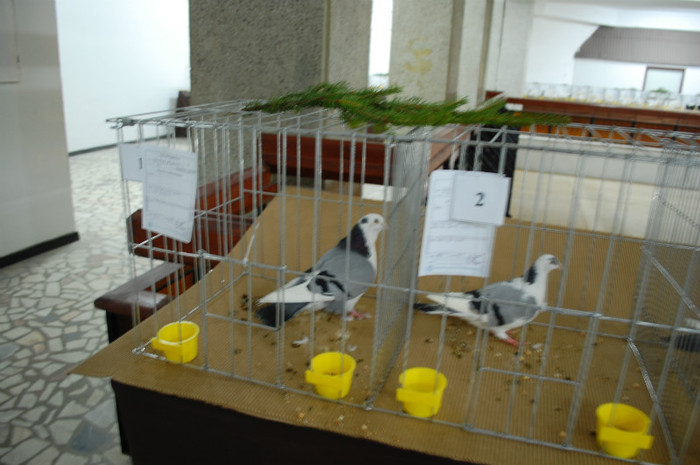 DSC_8332 - Expo 2012 Arges