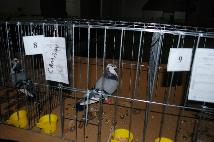 DSC_8340 - Expo 2012 Arges