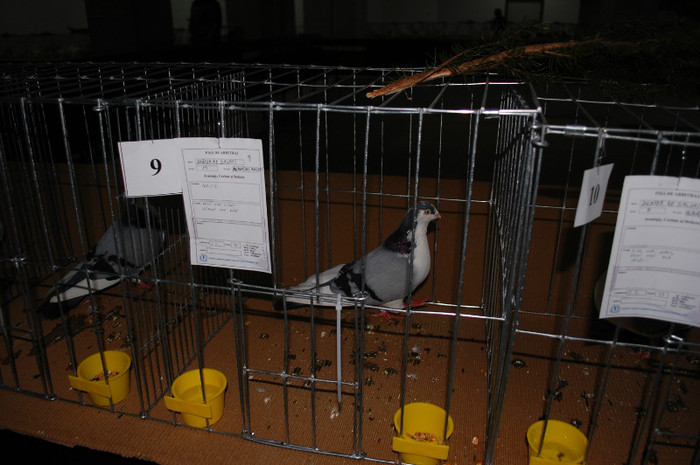 DSC_8341 - Expo 2012 Arges