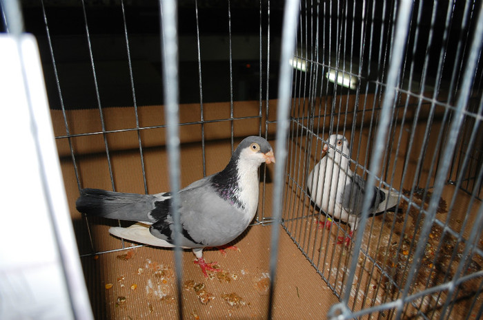 DSC_8352 - Expo 2012 Arges