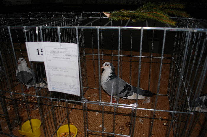 DSC_8354 - Expo 2012 Arges