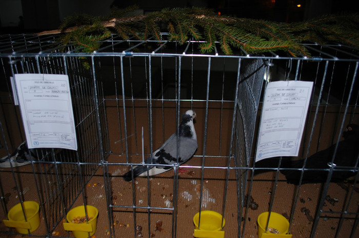 DSC_8359 - Expo 2012 Arges