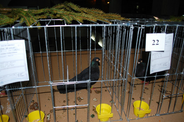 DSC_8360 - Expo 2012 Arges