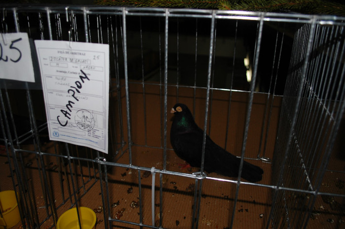 DSC_8366 - Expo 2012 Arges