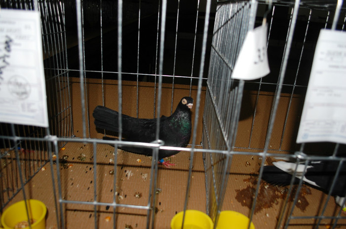 DSC_8371 - Expo 2012 Arges