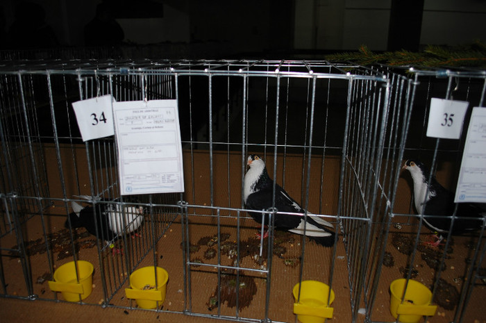 DSC_8375 - Expo 2012 Arges