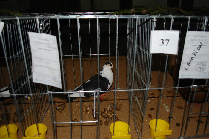 DSC_8377 - Expo 2012 Arges