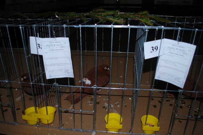 DSC_8379 - Expo 2012 Arges