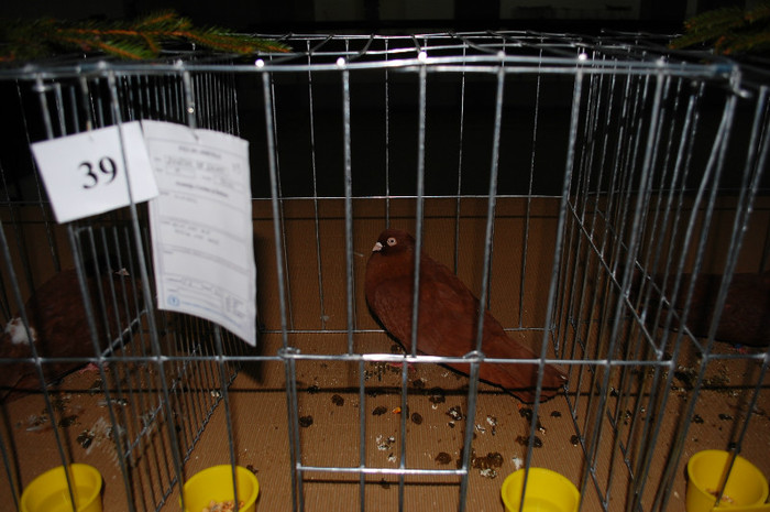 DSC_8380 - Expo 2012 Arges